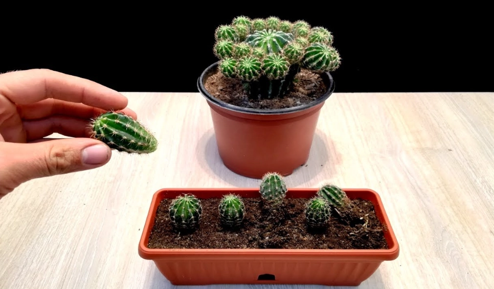growing cactus indoors