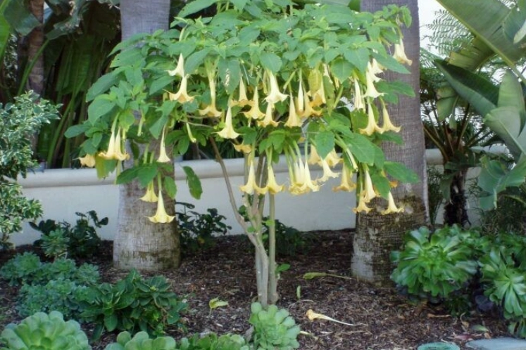 angel trumpet plant