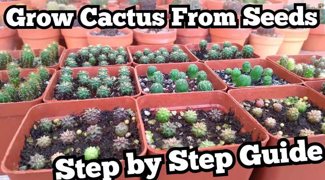 cactus care