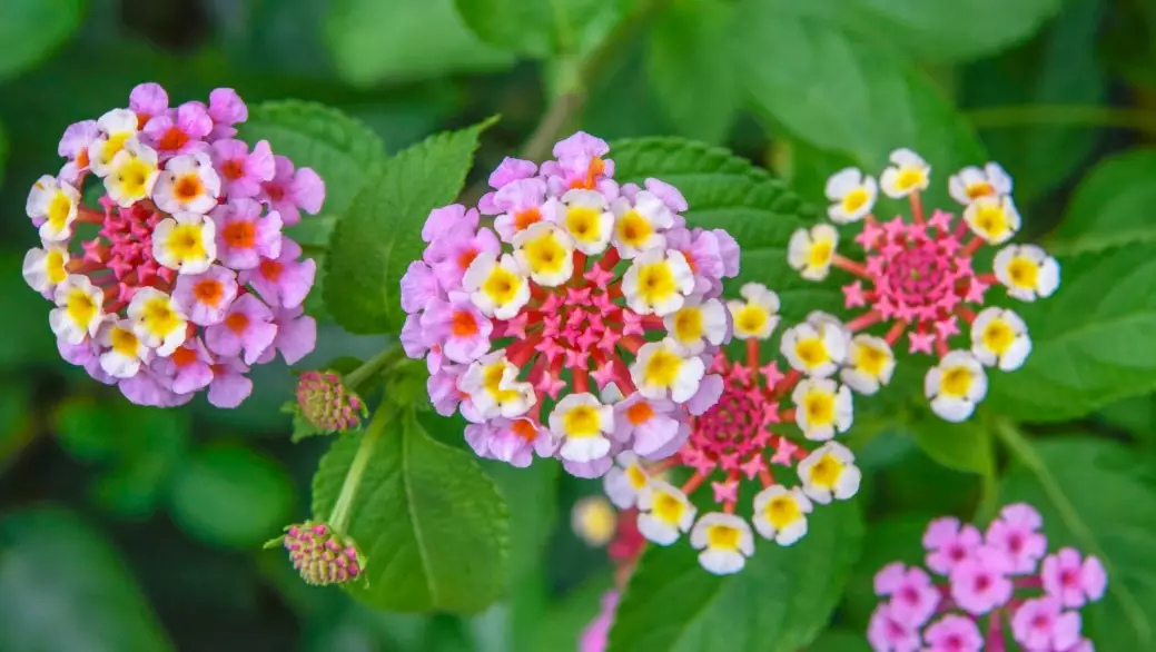 when to prune lantana