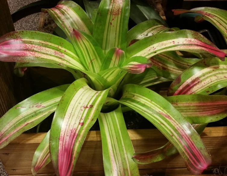 bromeliad indoor plants
