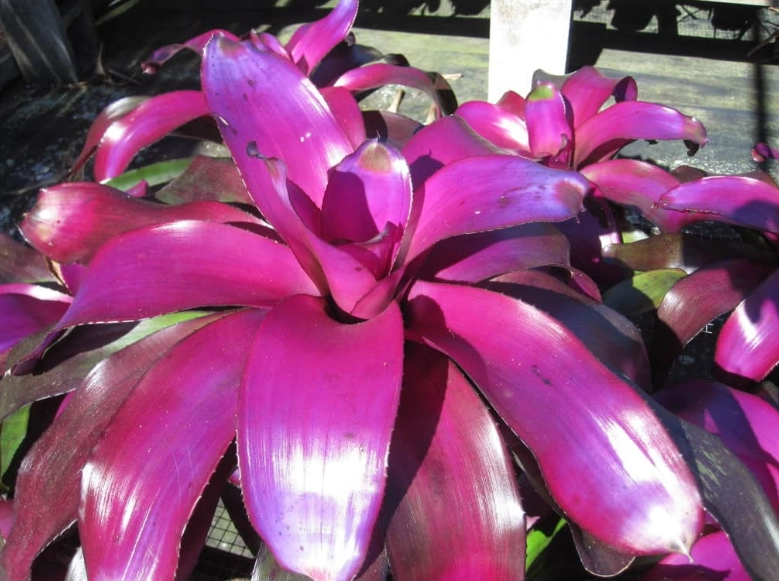 Neoregelia Care Guide: Expert Tips for Healthy Bromeliad Plants