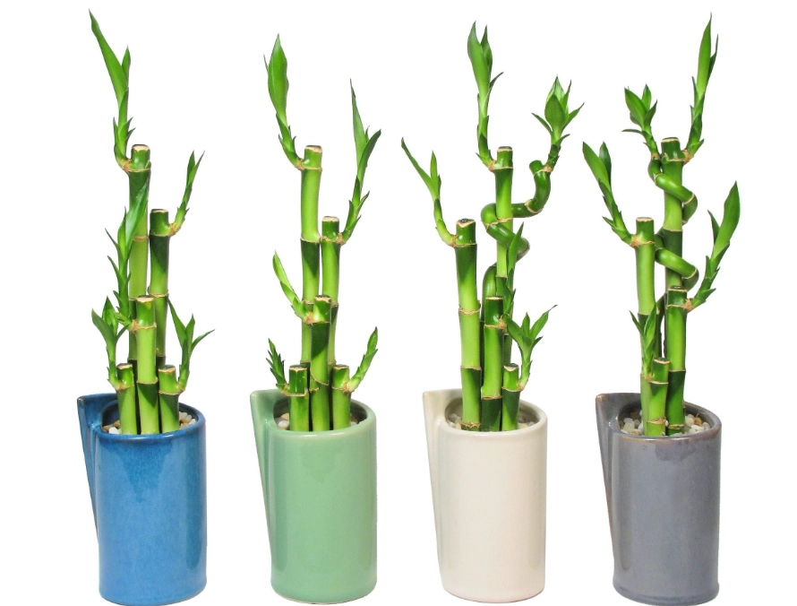 lucky bamboo care