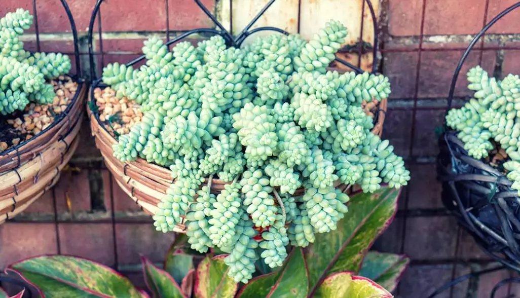 hanging succulent