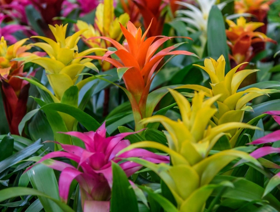 how to care for a guzmania plant