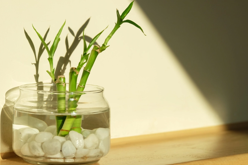 lucky bamboo plant