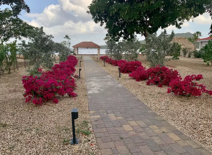 bougainvillea not blooming