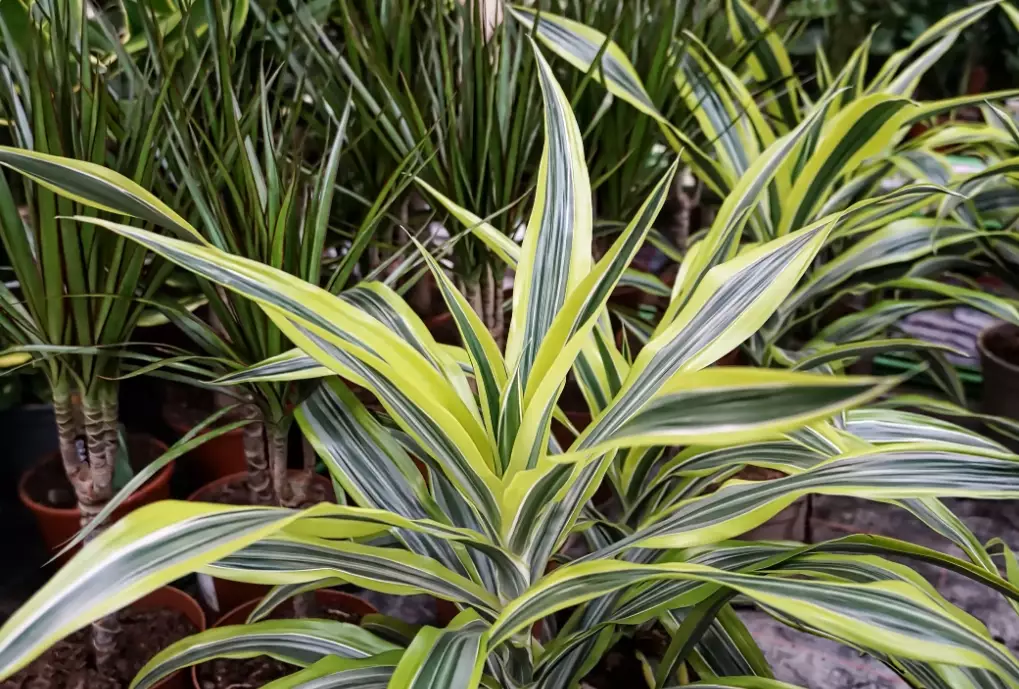 dracaena plant care
