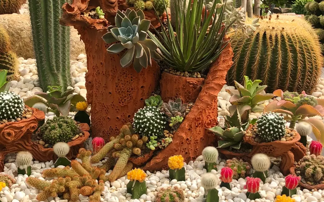 how to repot a cactus how to repot a cactus