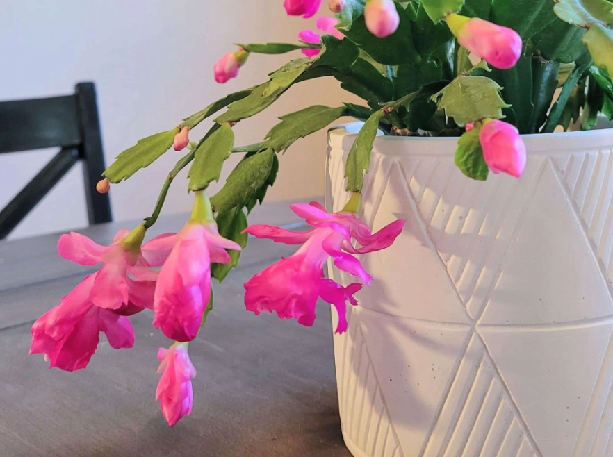 when to repot christmas cactus when to repot christmas cactus