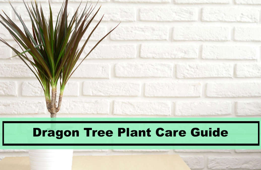 how to care for dracaena
