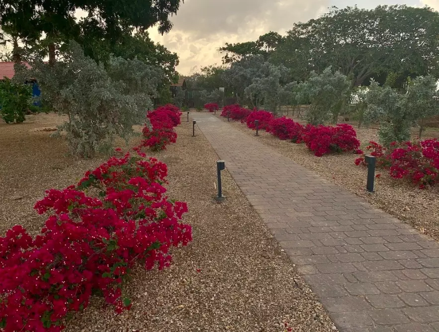 bougainvillea care