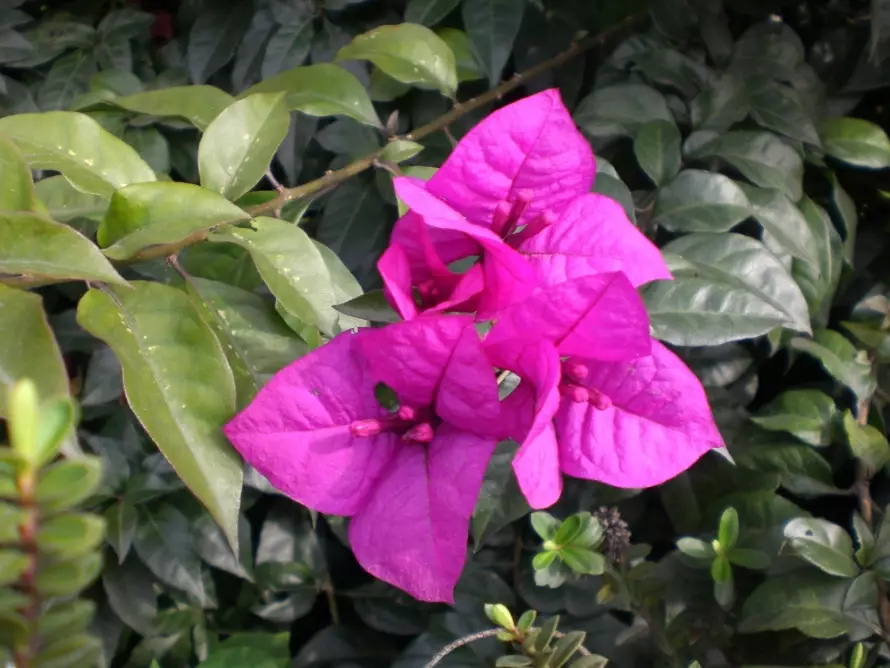bougainvillea care