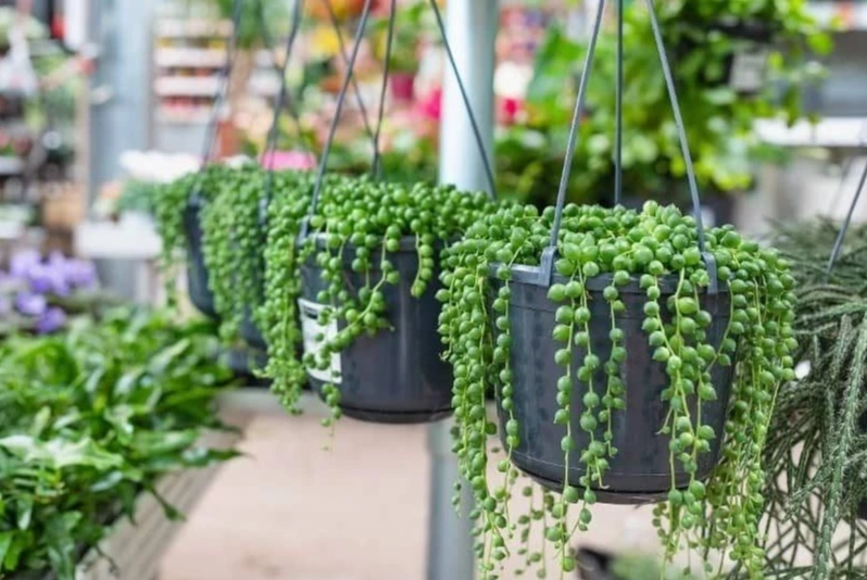 succulent hanging basket