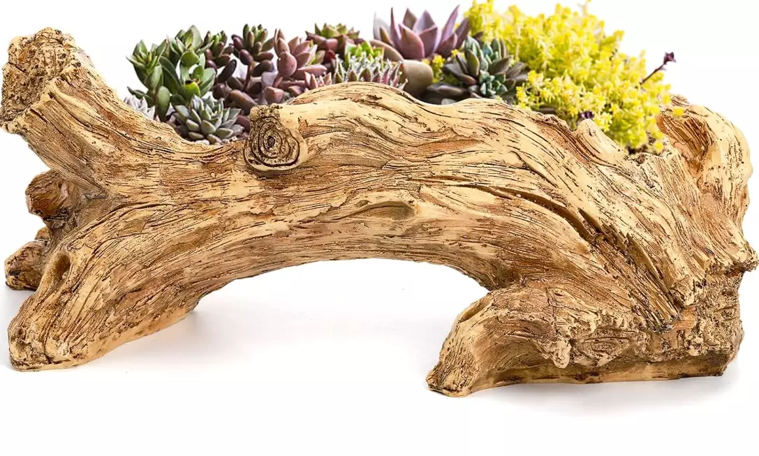 how to repot a cactus how to repot a cactus