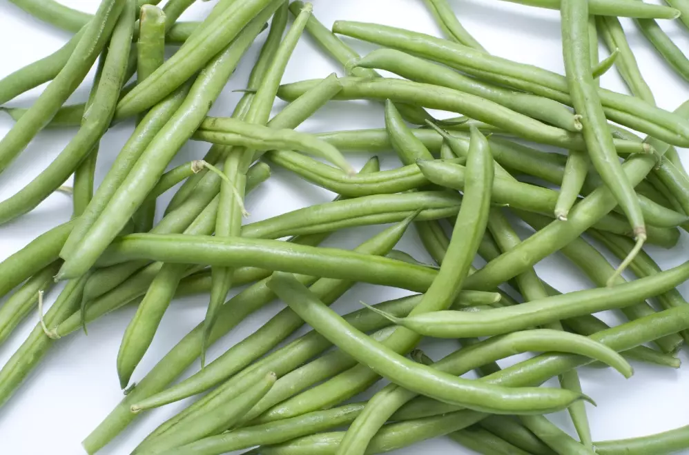 String of Beans Plant Care: The Complete Indoor Growing Guide
