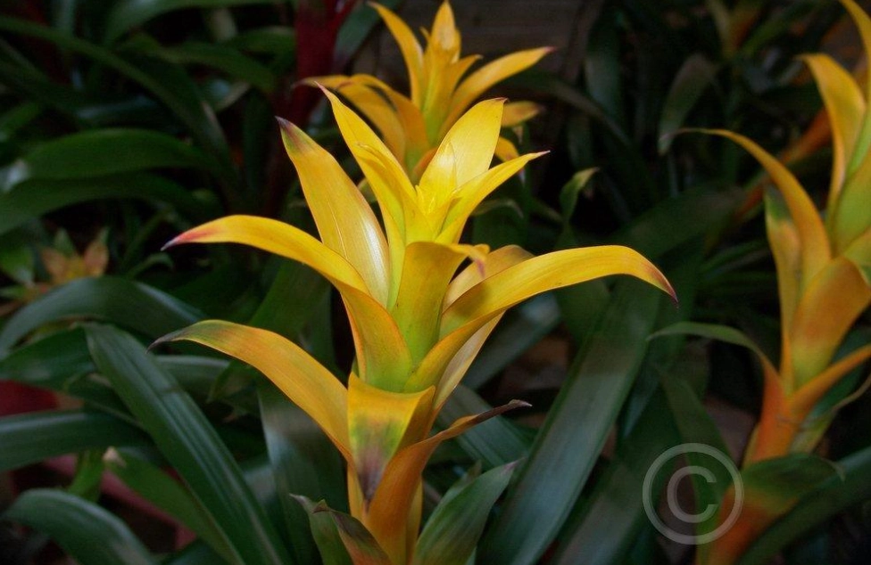 guzmania care