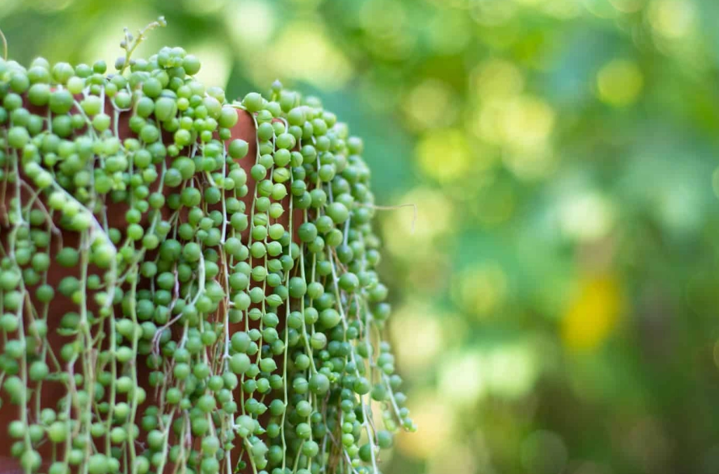 string of pearls watering