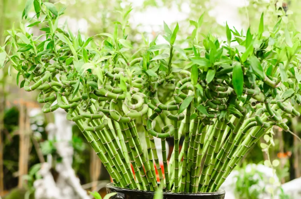 lucky bamboo plant