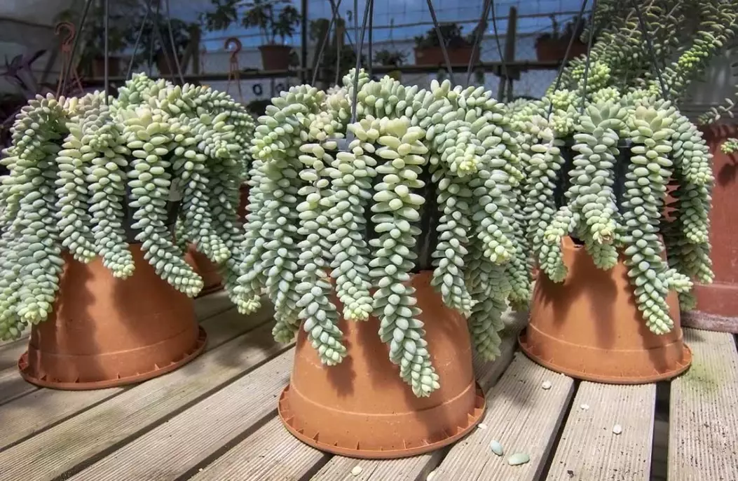 trailing succulents