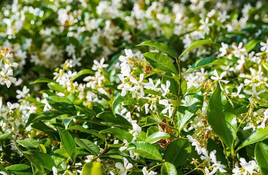 star jasmine