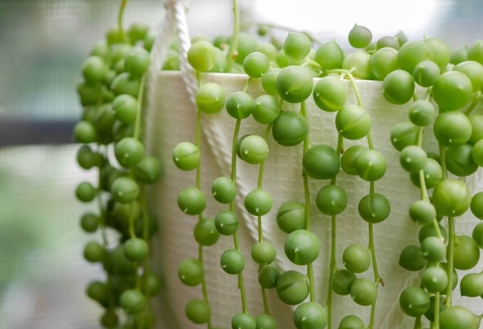 string of pearls propagation