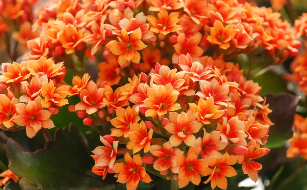 how to get kalanchoe to bloom again