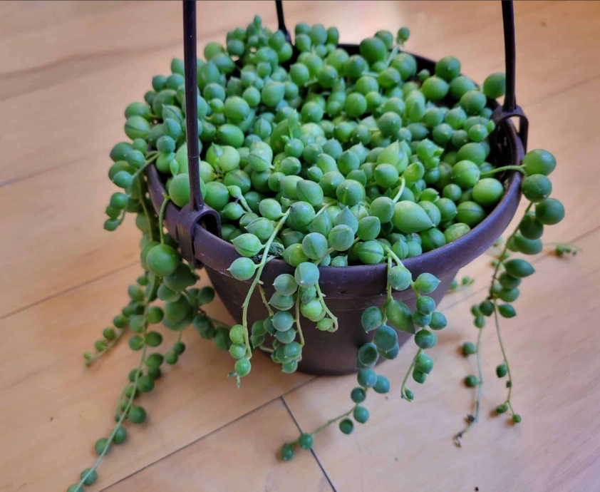 string of pearls watering