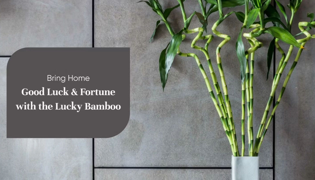 growing lucky bamboo