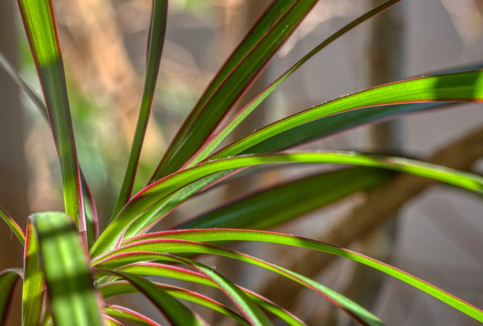 dracaena plant care