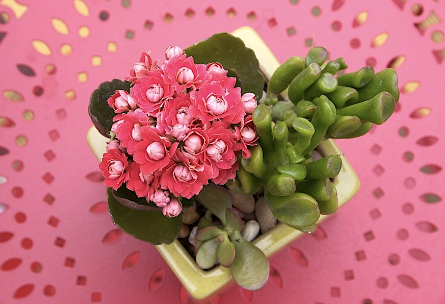 calandiva plant problems