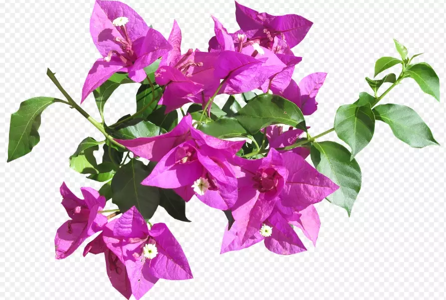 bougainvillea not blooming