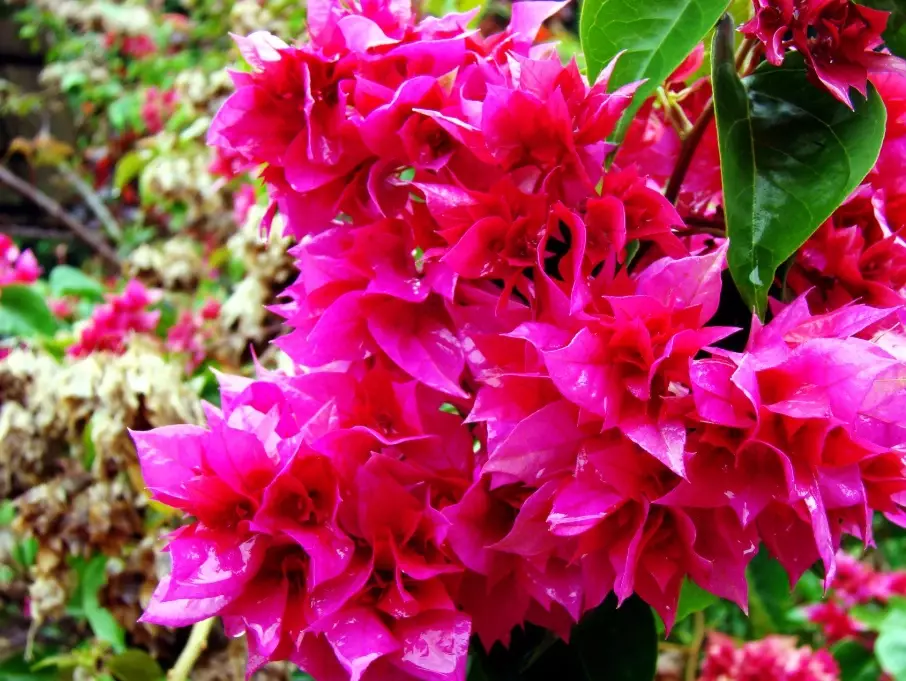 Bougainvillea (Trinitaria) Care Guide: How to Grow and Bloom