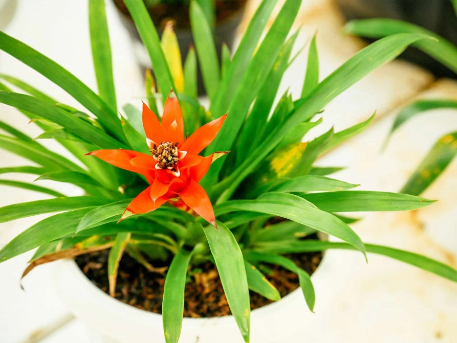 guzmania care