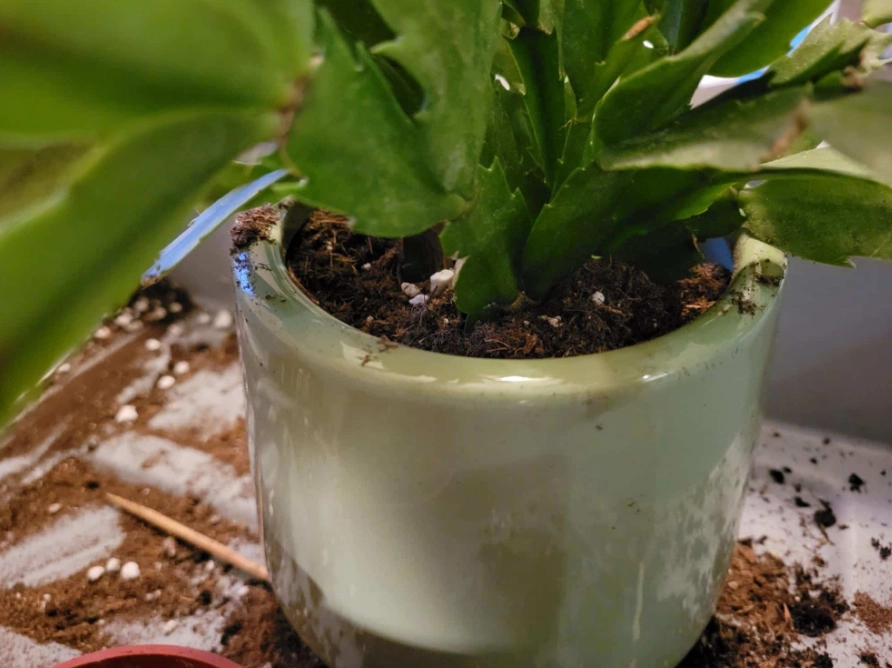 repotting christmas cactus