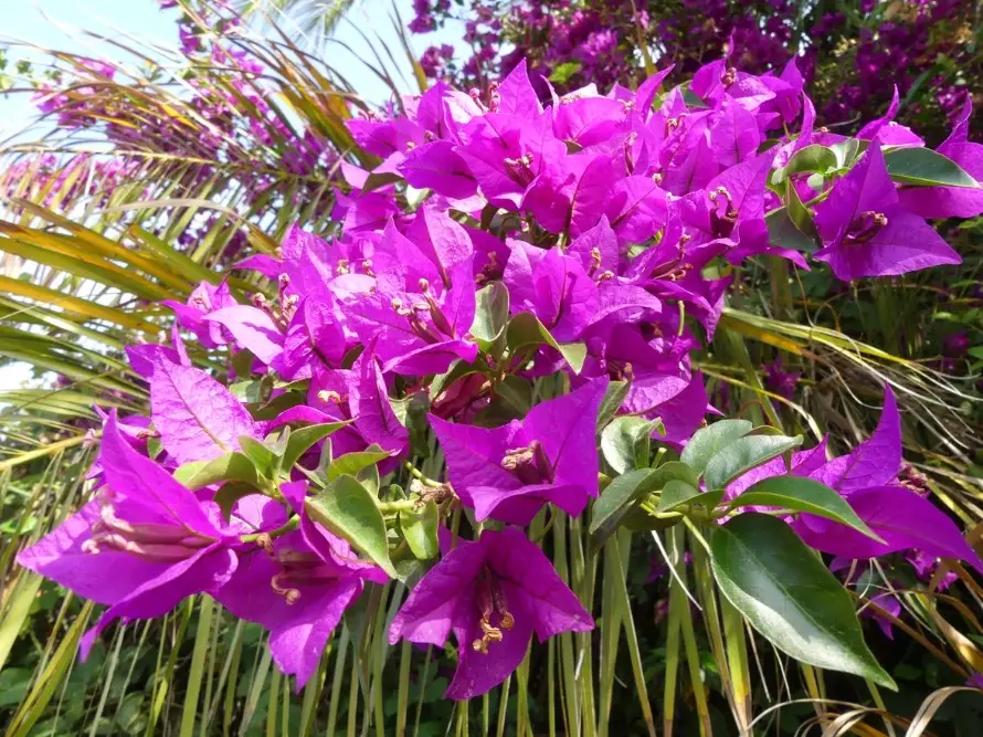how to grow bougainvillea
