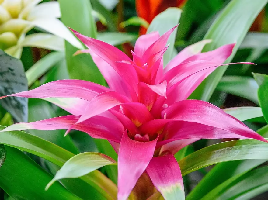 bromeliad indoor plant
