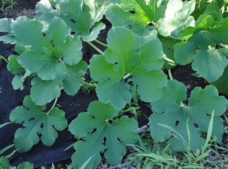 edible watermelon leaves