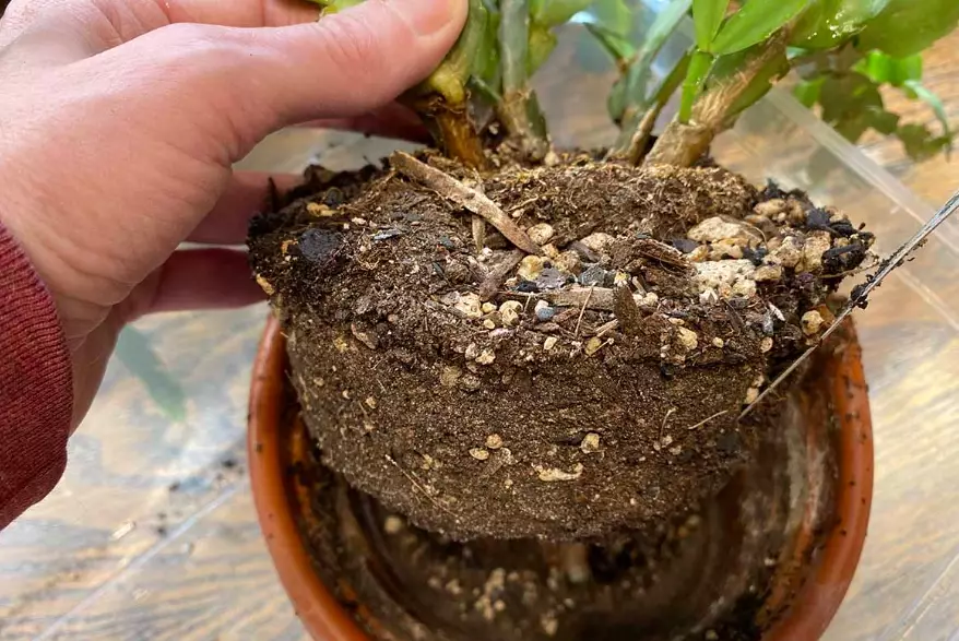 when to repot christmas cactus when to repot christmas cactus