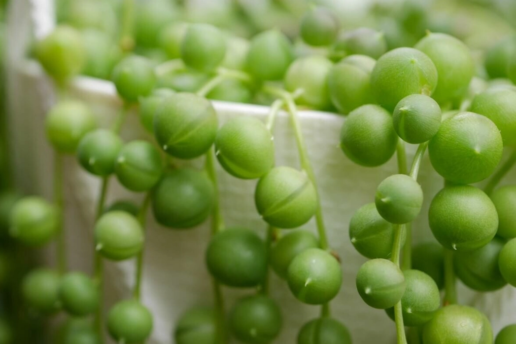 string of pearls plant care