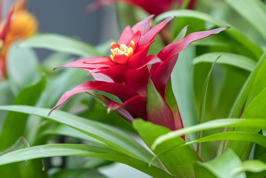 guzmania care