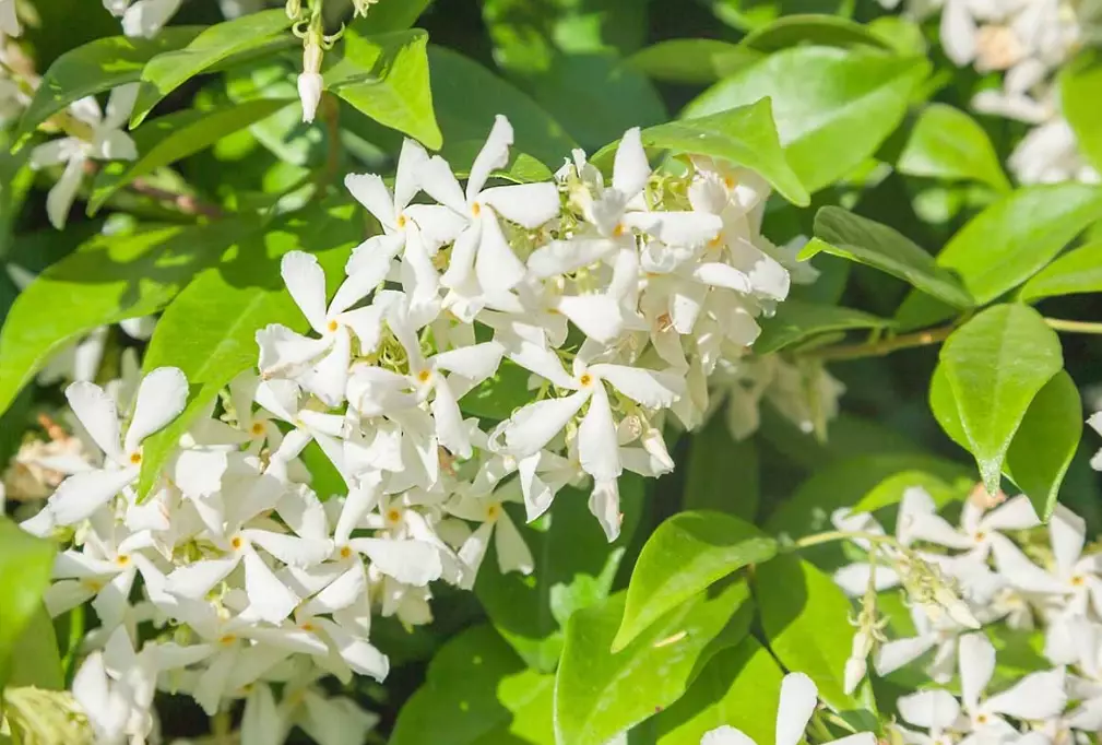 star jasmine pruning