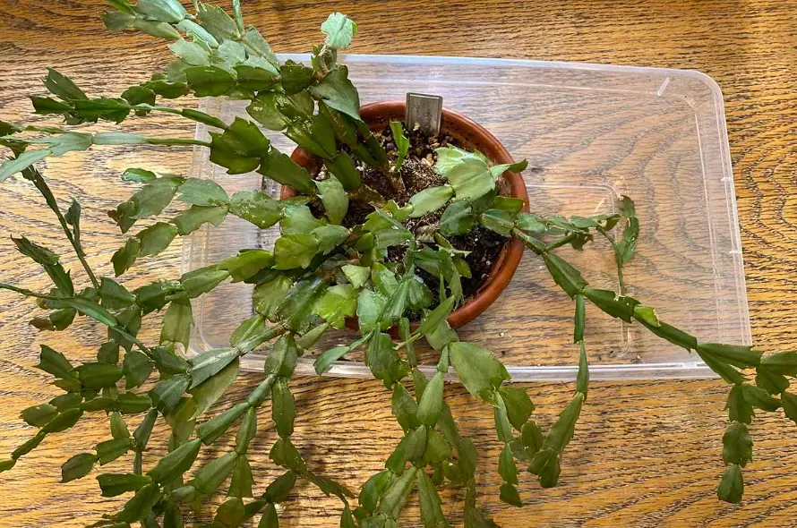 christmas cactus soil mix christmas cactus soil mix