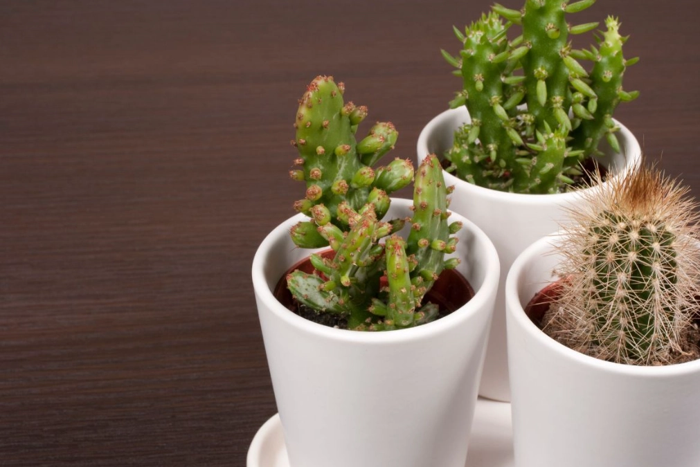 terracotta pots for cactus terracotta pots for cactus