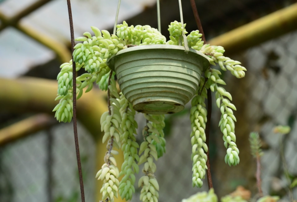 succulent hanging basket