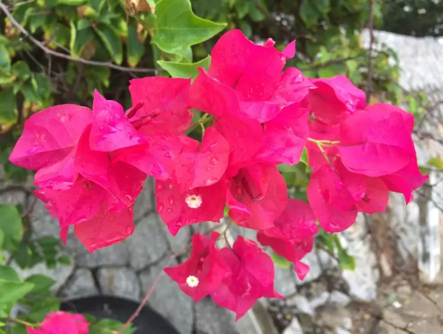 how to grow bougainvillea
