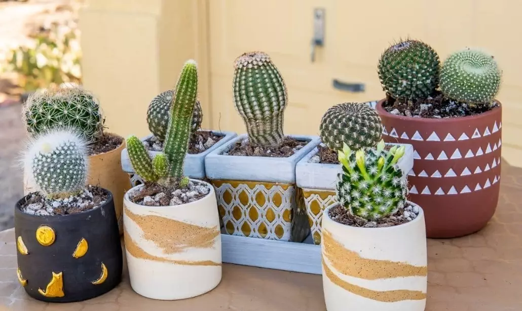 cactus pot drainage cactus pot drainage