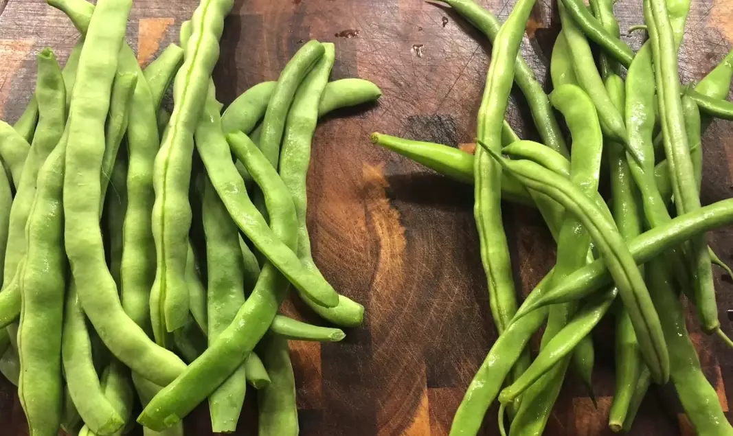 growing string of beans indoors growing string of beans indoors