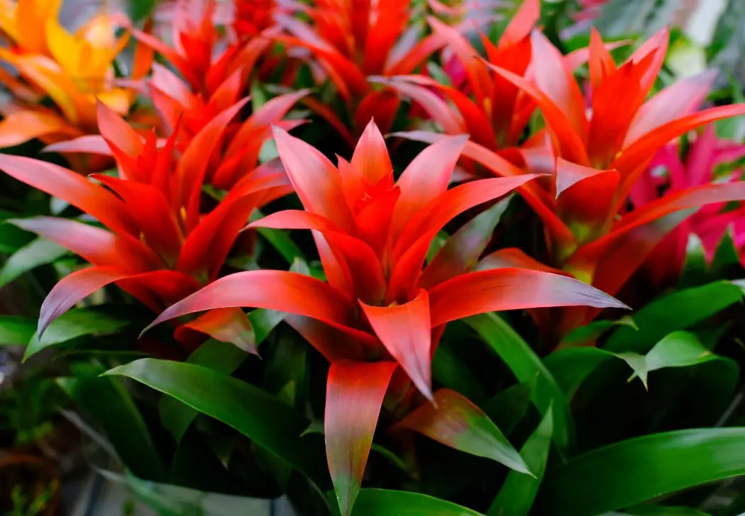 how to care for a guzmania plant