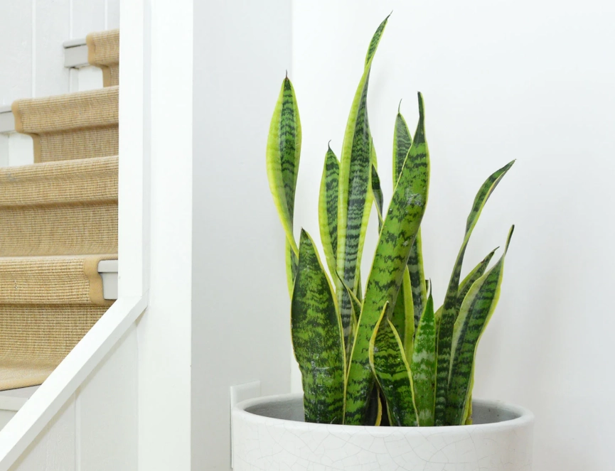 how to water snake plant how to water snake plant